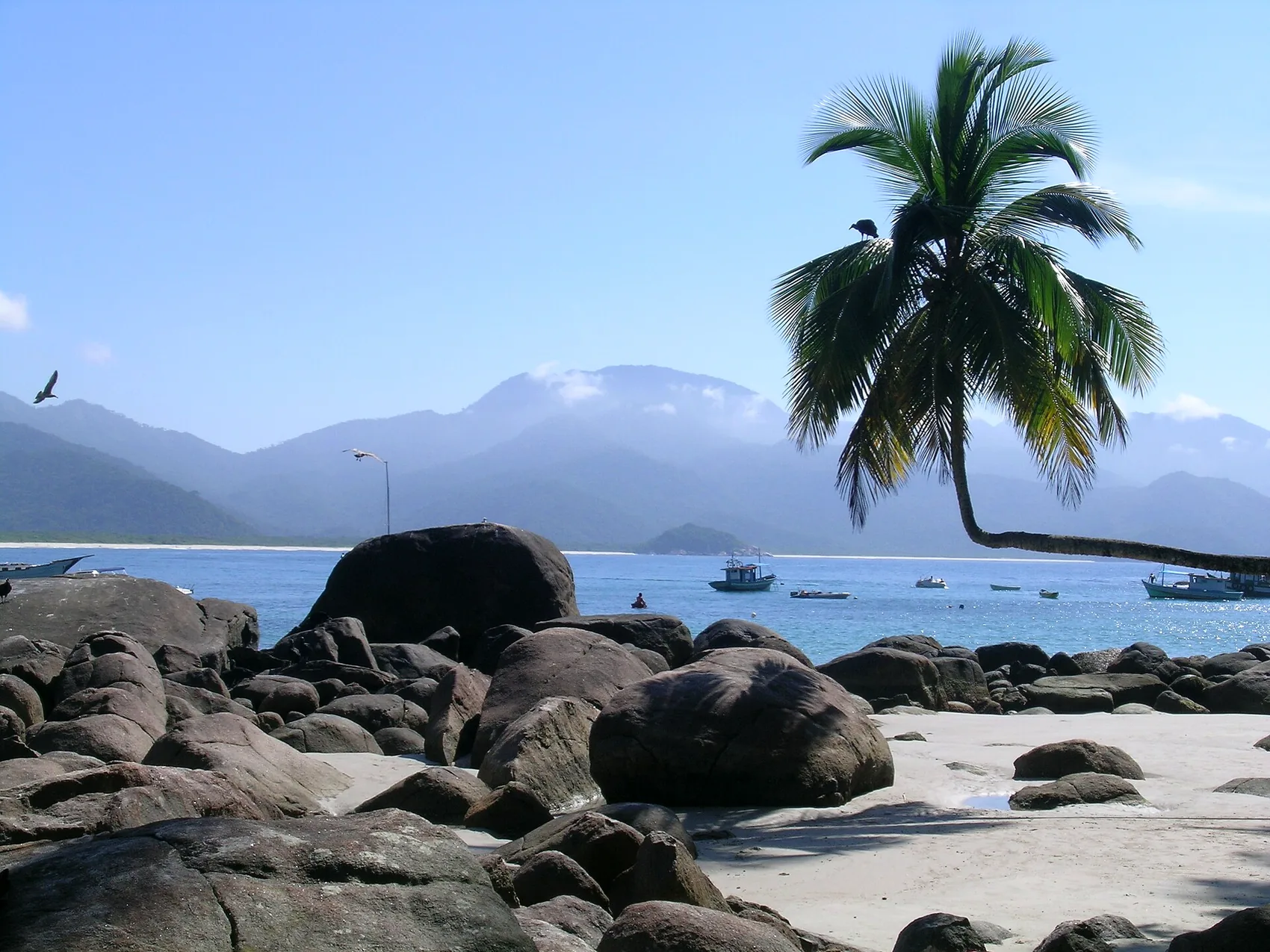 Praia do Aventureiro and its leaning palm, Ilha Grande