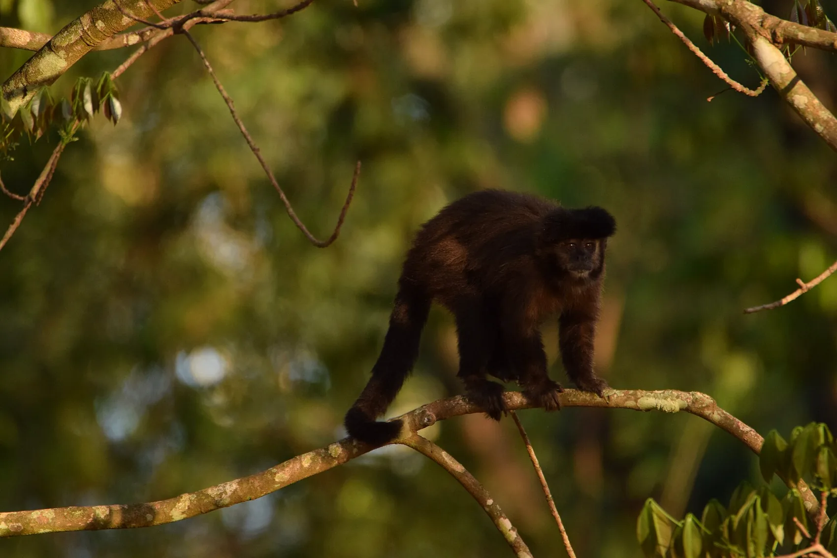 A capuchin monkey in the coastal forest