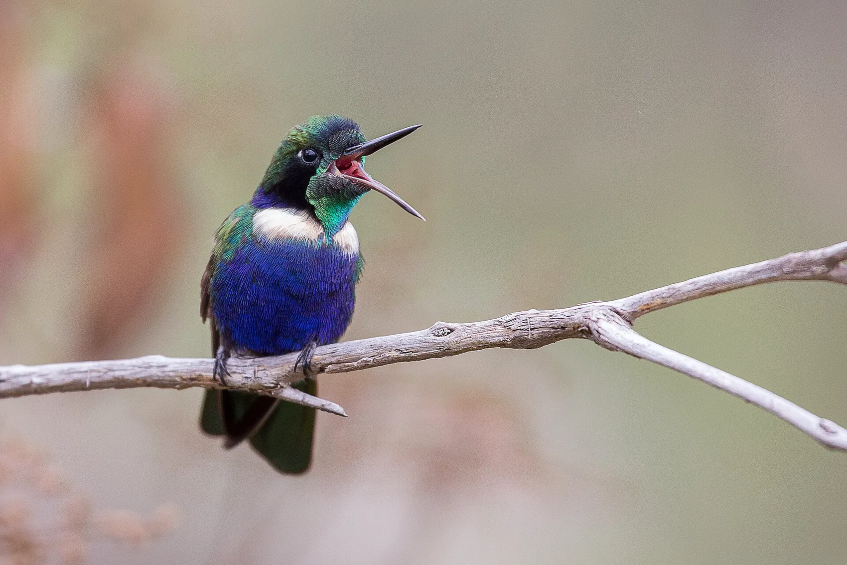 A hummingbird at a forest flower