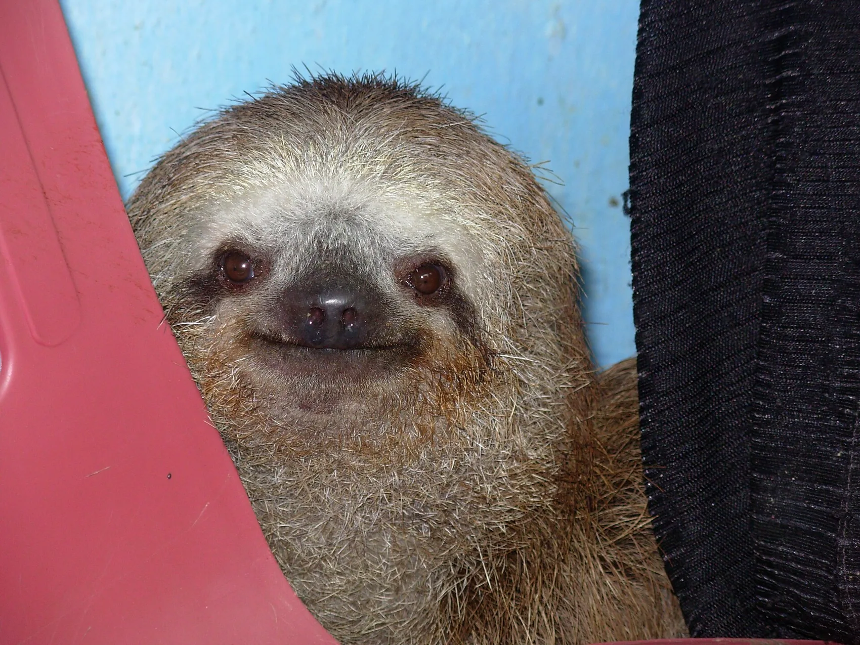 A sloth in the Atlantic Forest