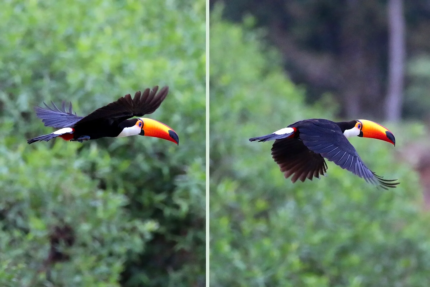Paraty wildlife and birdwatching in the Atlantic Forest